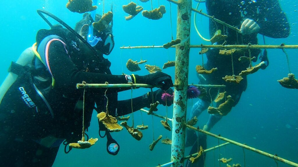 Divers restoring coral reef