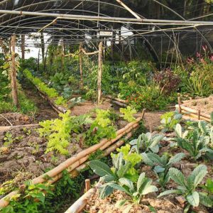 Permaculture-Design