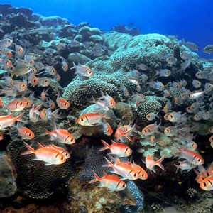 Coral Restoration Fish