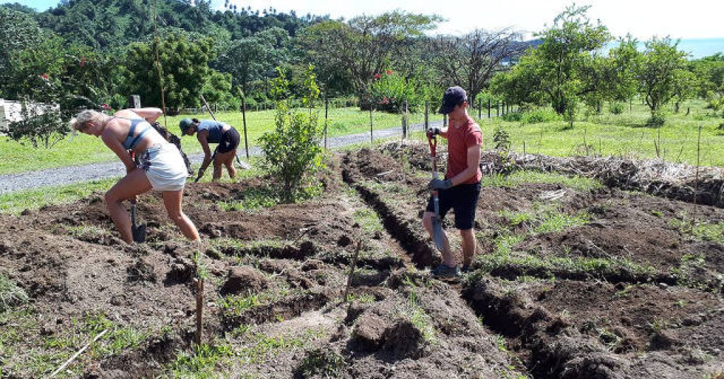 organic-gardening