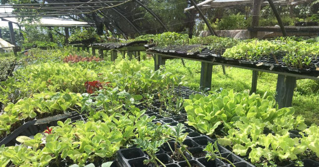 seedlings
